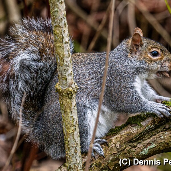 Grey-Squirrel