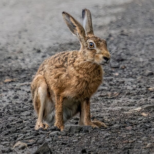Hare
