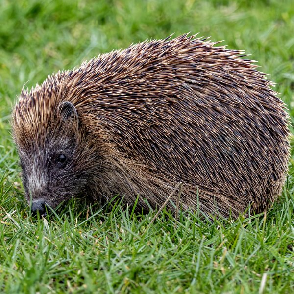 Hedgehog
