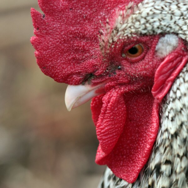 Hen