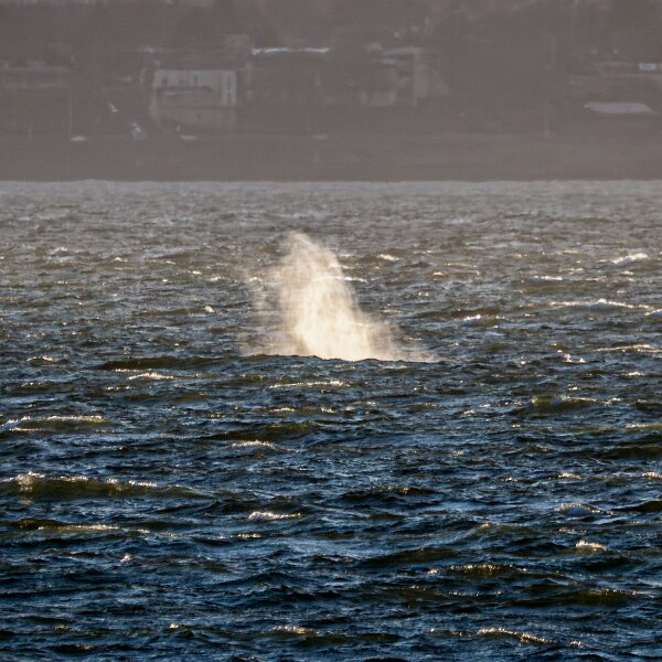 Humpbacked Whale