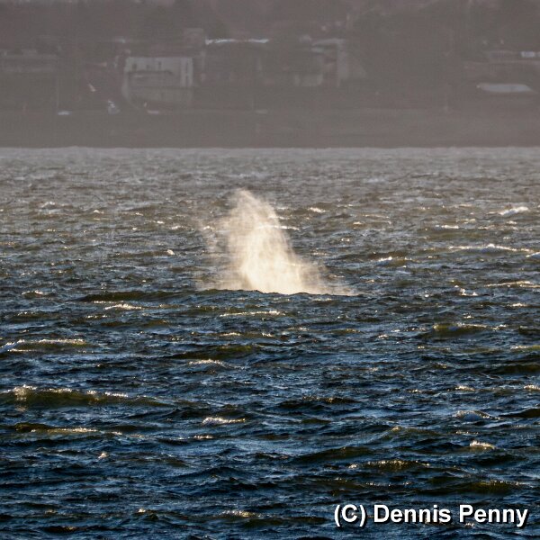 Humpbacked-Whale