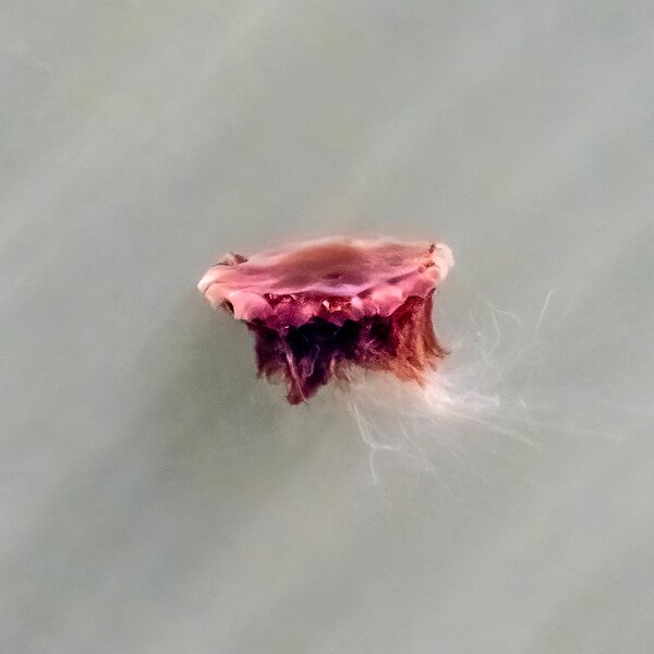Jelly Fish