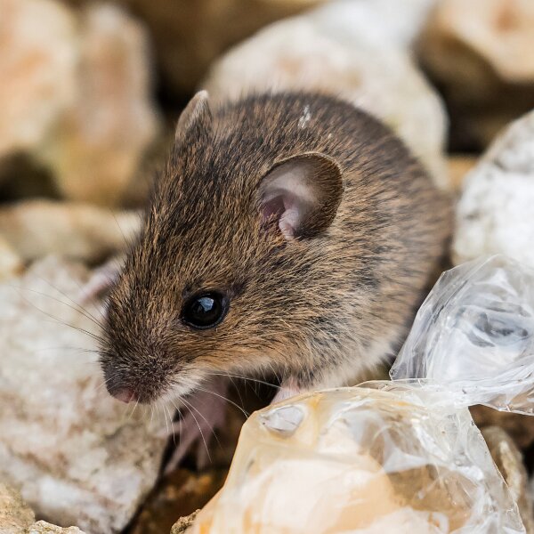 Mouse