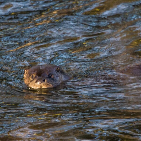 Otter
