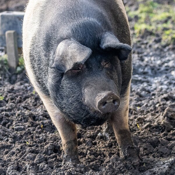 Pigs