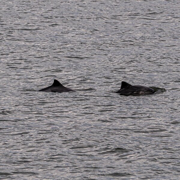Porpoise