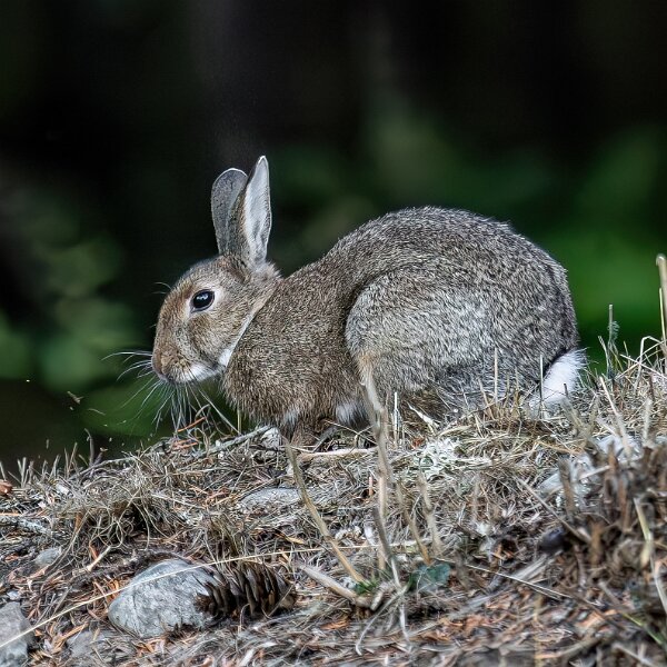 Rabbit-Hare