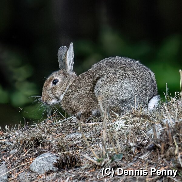 Rabbit