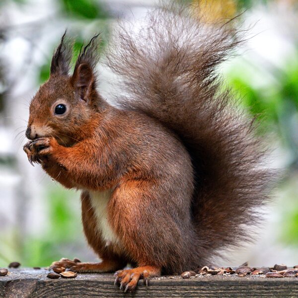 Red Squirrel