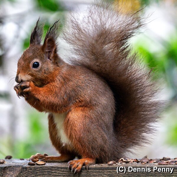Red-Sqirrel