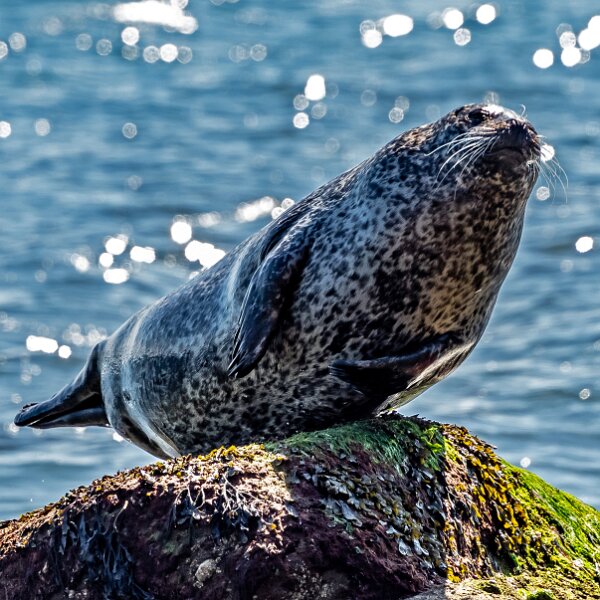 Seal
