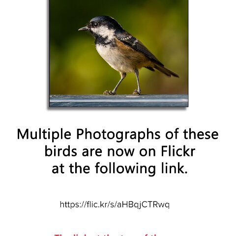 0-Flickr