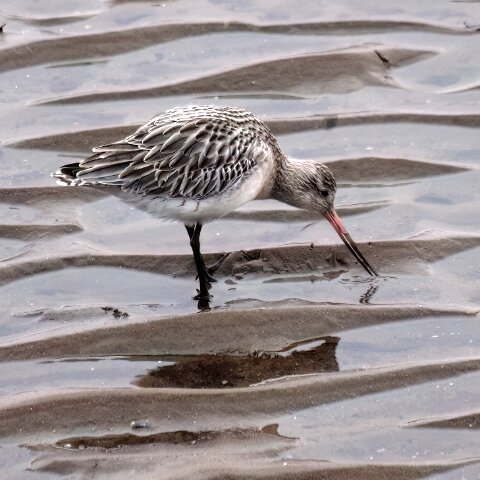 Bar-Tailed-Goodwit