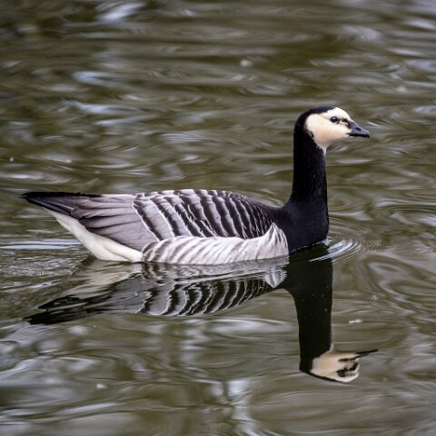Barnacle-Goose