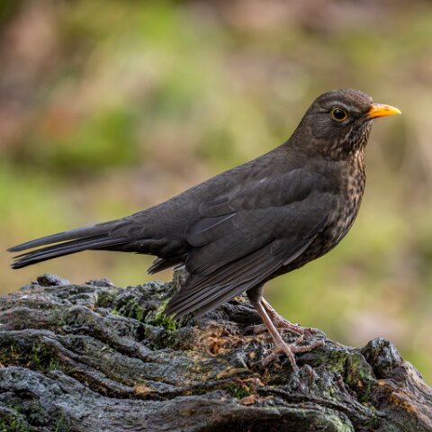 Black-Bird-Female
