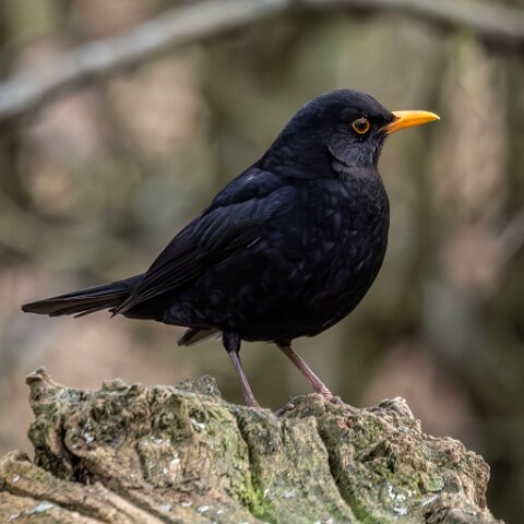 Black-Bird-Male
