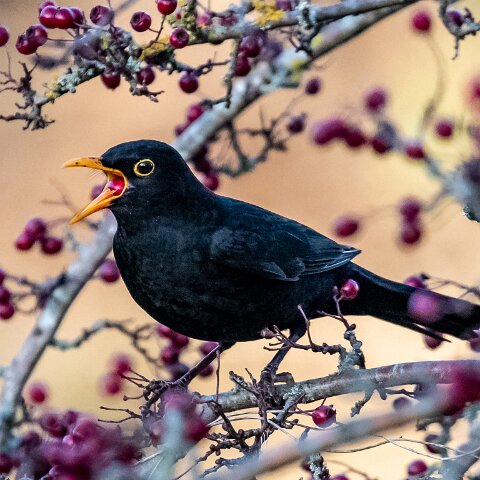 Blackbird