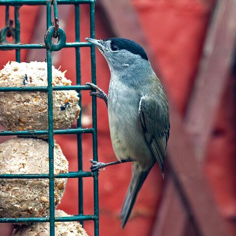 Blackcap