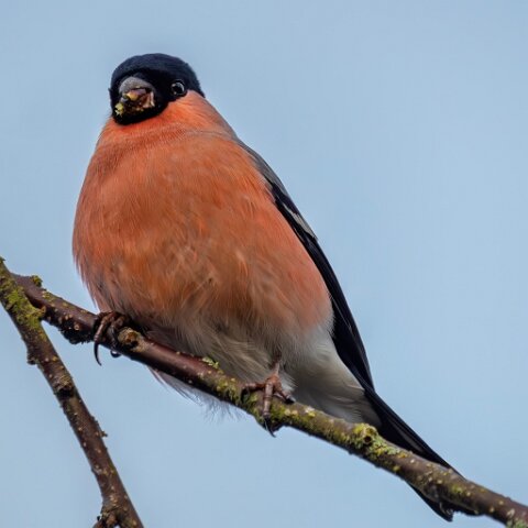 Bullfinch