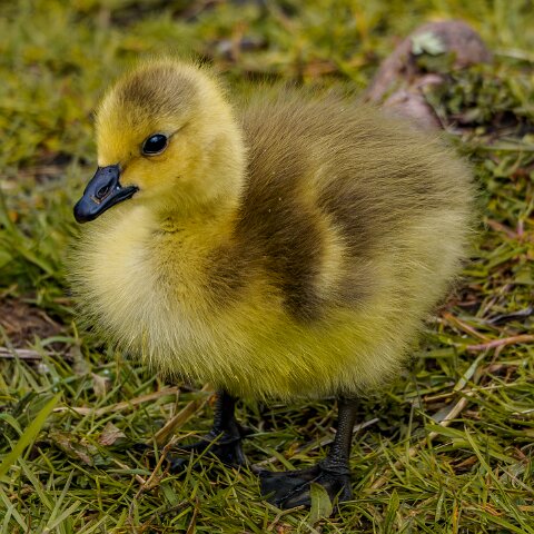 Canada-Goose-Young