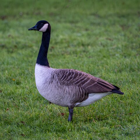 Canada-Goose