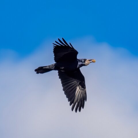 Carrion-Crow