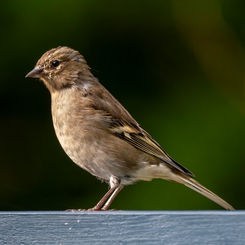 Chaffinch-Female