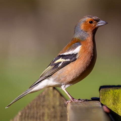 Chaffinch