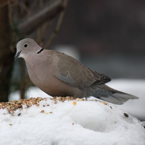 Collared-Dove