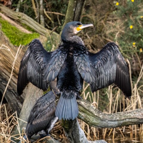Cormorant