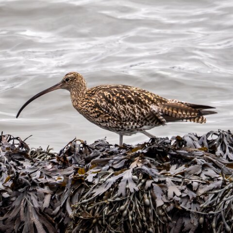Curlew