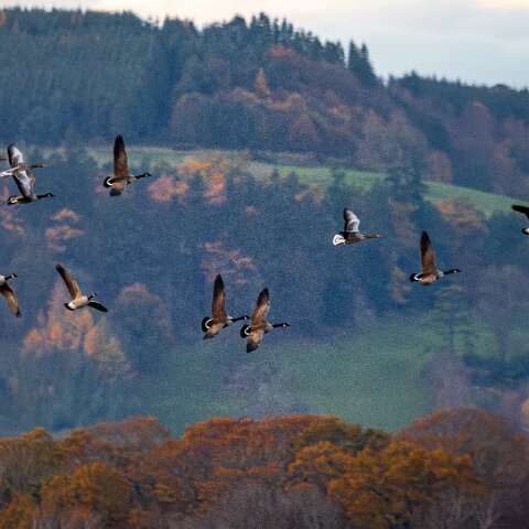 Newburgh-10-11-2025-12