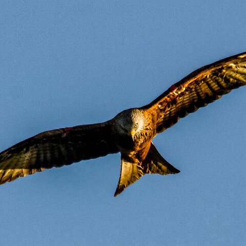 Red-Kite-2009-11-28-1