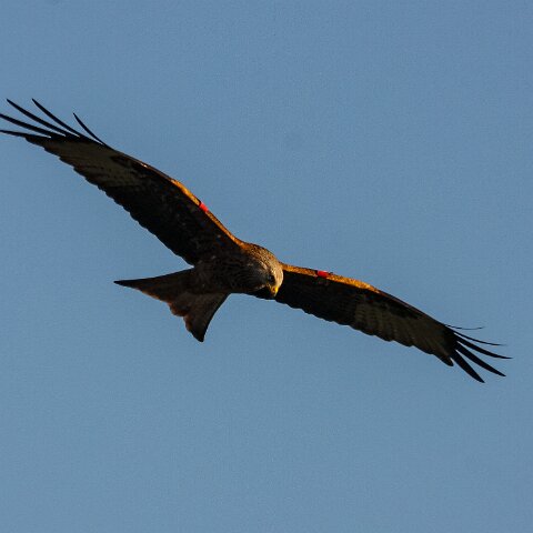 Red-Kite-2009-11-28-10