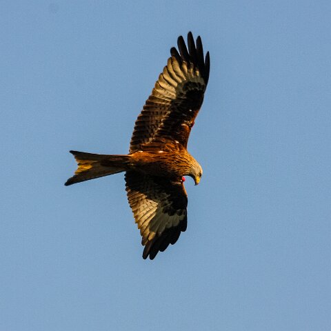 Red-Kite-2009-11-28-11