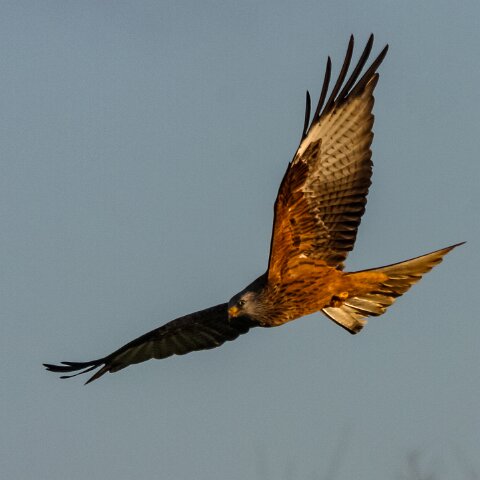 Red-Kite-2009-11-28-2