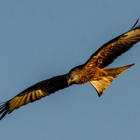 Red-Kite-2009-11-28-3