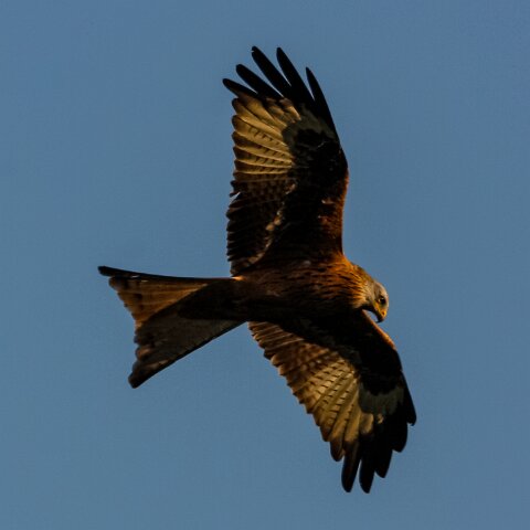 Red-Kite-2009-11-28-4