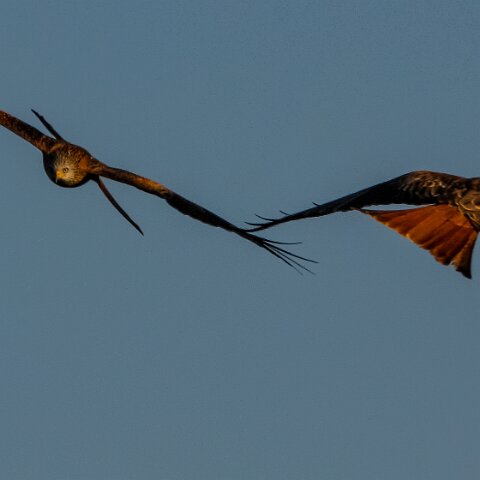 Red-Kite-2009-11-28-5