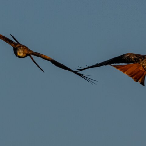 Red-Kite-2009-11-28-6
