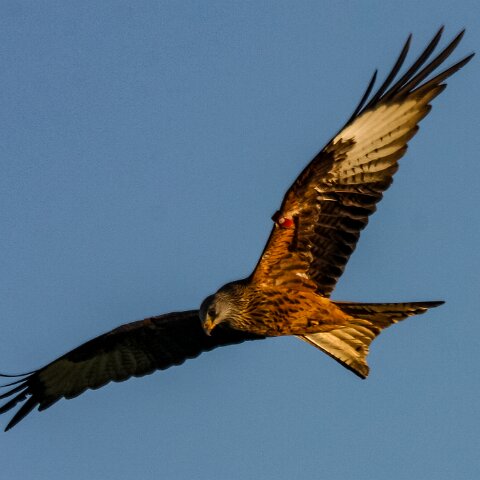 Red-Kite-2009-11-28-7