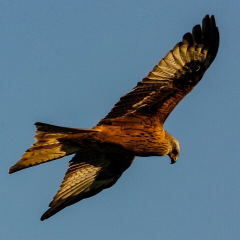 Red-Kite-2009-11-28-8