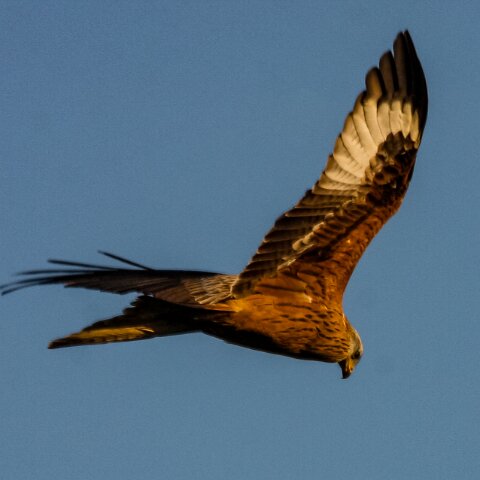 Red-Kite-2009-11-28-9