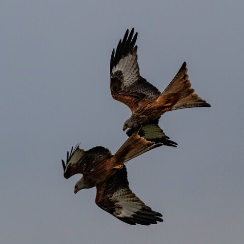 Red-Kite-2018-11-26-1