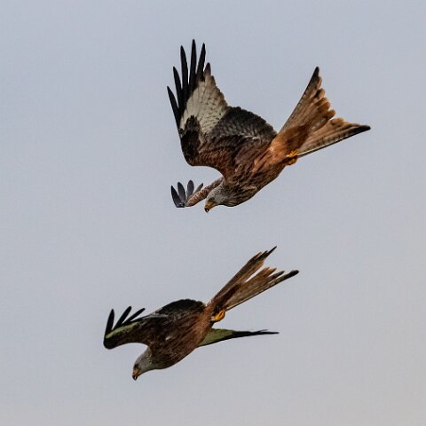 Red-Kite-2018-11-26-2