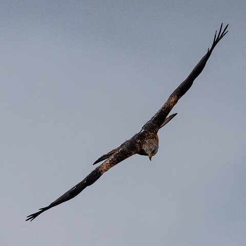 Red-Kite-2018-11-26-3