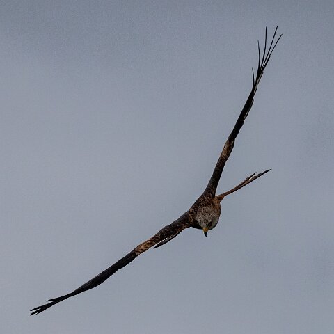 Red-Kite-2018-11-26-4