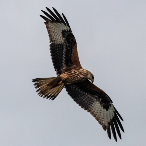 Red-Kite-2018-11-26-5