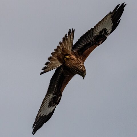 Red-Kite-2018-11-26-6